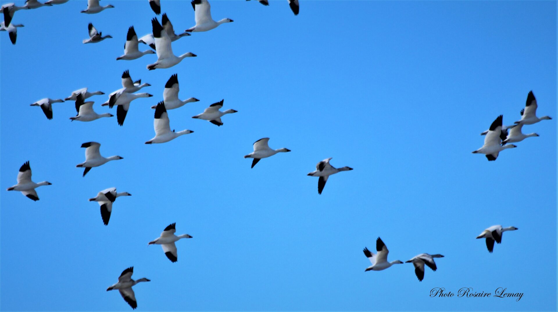 La migration des oies blanches